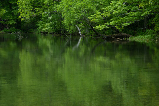 新緑の湖