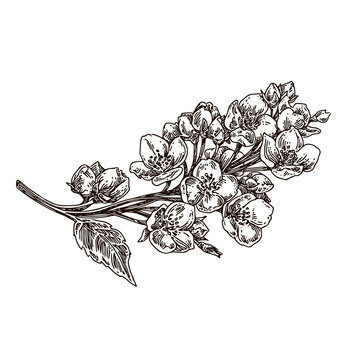 recommend clip art: Branch of jasmine flowers. Sketch. Engraving style. Vector illustration.