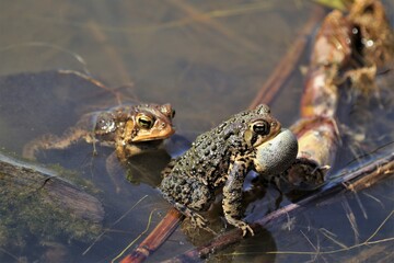 bubble on toads 