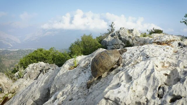 Turtle is crawling up the cliff with an amazing view of the mountains in the background. Tourism, hike and travel concept