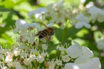 A bee collects pollen on a viburnum flower.