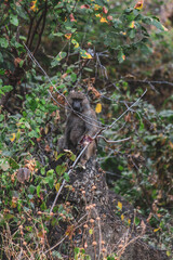 Wanderung am schwarzen Berg