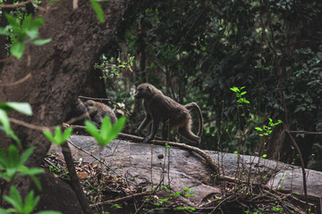 Wanderung am schwarzen Berg
