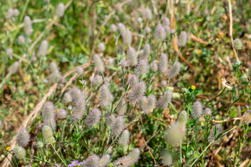 Nature, wild flowers and plants