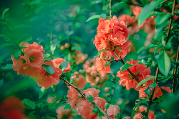 Obraz premium Spring Flowers, Cherry Blossoms, Nature, Spring Nature Colors