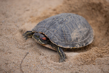 Friendly Turtle