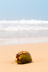 Big coconut on the sand