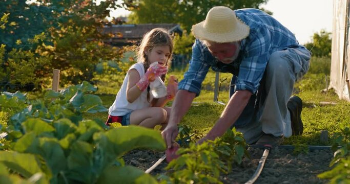 Grandfather and granddaughter working in garden. Happy family planting plants 