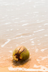 Big coconut on golden sand by the ocean
