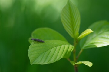 Little beetle on a green leaf and green summer background.