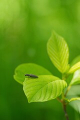 Little beetle on a green leaf and green summer background.