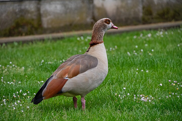 Egyptian goose walking on grass