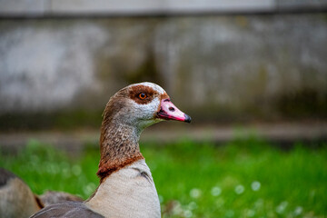Egyptian goose walking on grass
