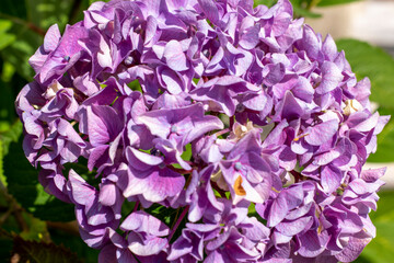 Hortensia a genus of the colorful flowering plant