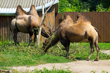 Wild camel in the summertime.
