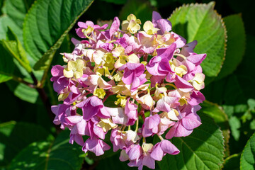 Naklejka premium Hortensia a genus of the colorful flowering plant