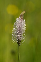 Medicinal plant Plantago on green background.