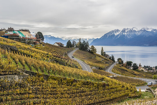 Famous Swiss Grape Terraces Lavaux near Lake Geneva (Leman Lake), around Lausanne, Canton of Vaud. Switzerland. Lavaux vineyard terrace listed as UNESCO World Heritage.