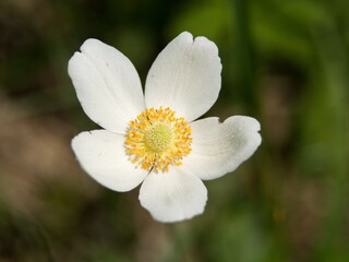 white and yellow flowers