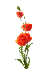 Bright red poppies flowers isolated on white background.