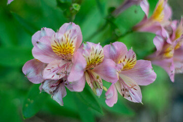 pink and orange flowers