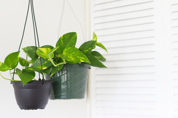 リビングルームの観葉植物