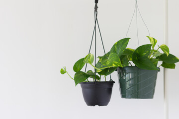 吊るしたポトスの鉢植え