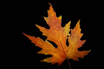 autumn maple leaf 