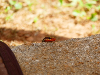 cute lizard