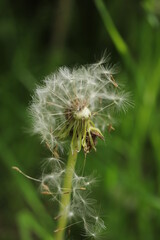 dandelion seed head