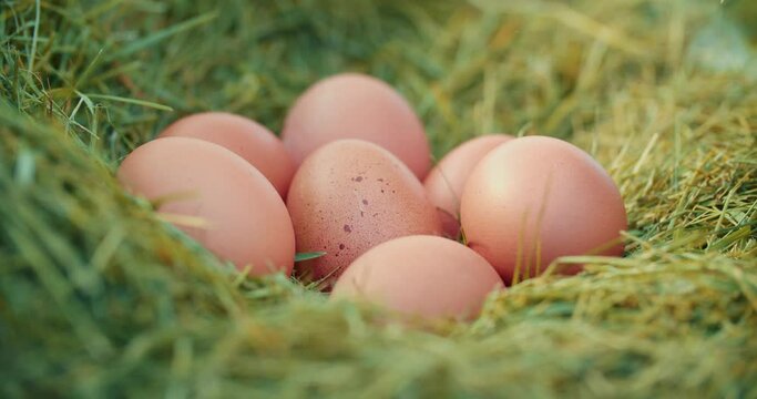 The hand of the woman who collects brown eggs in the nest