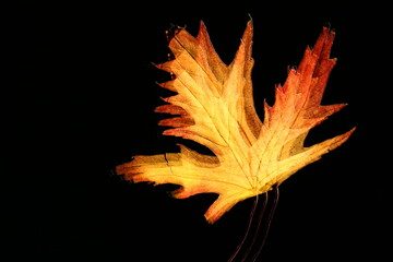 colorful leaf multi-exposure