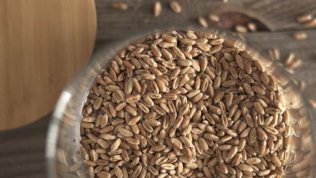 Wheat weevil, grain weevil beetle (Sitophilus granarius) in a glass jar. Spoiled grain. Top view. The main pest of stored grain crops in warehouses, barns and houses. Jar with grain on a wooden table
