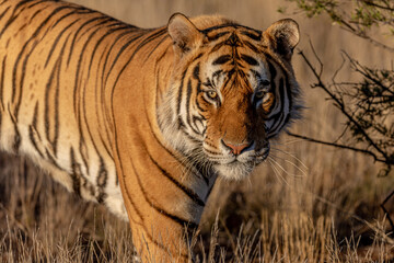 Fototapeta na wymiar Tiger portrait, standing, warm light and background of grassy plain.