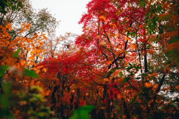 Autumn Photography, Nature, Fall Photography, Nature Photos, Autumn weather, Autumn Colors, Fall Colors