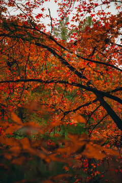 Autumn Photography, Nature, Fall Photography, Nature Photos, Autumn weather, Autumn Colors, Fall Colors