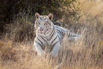 Naklejka premium Portrait of white tiger lying in the grass, shade of a bush