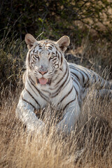 Fototapeta na wymiar Vertical orientation portrait of white tiger lying in the grass, frontal view