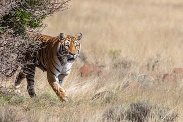 Tiger walking into image, left to right, grassy plain background