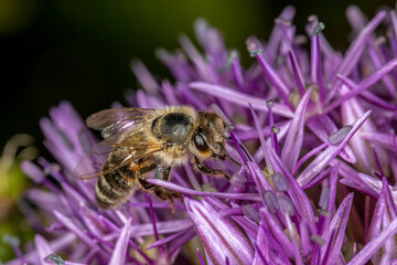 eine Biene auf einer lila Blüte beim Nektar sammeln