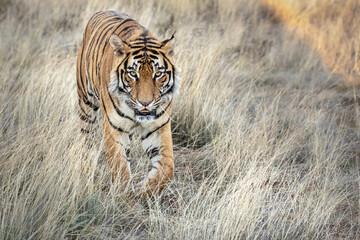 Fototapeta na wymiar Tiger, walking on grassy plain, toward camera, landscape orientation 