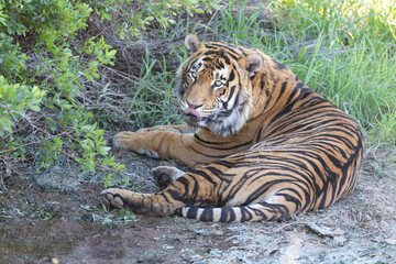 Tiger, whole body, looking down onto the cat