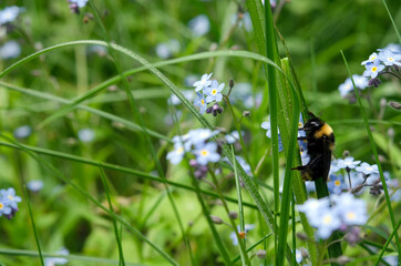 insect bumblebee sitting in the grass