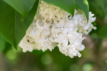 Białe kwiaty bzu, w czasie kwitnienia w maju, lilak szlachetny
