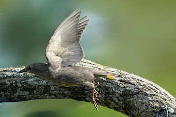 Juvenile European Starling flying off fence on beautiful summer evening
