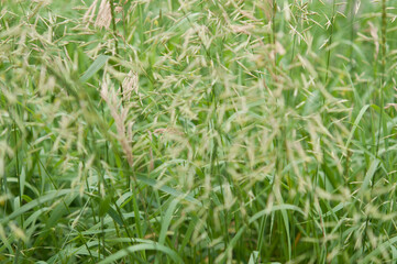 green grass in the wind
