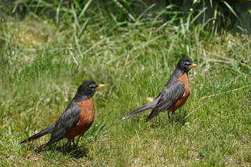Robin pair looking for food for hungry chicks

