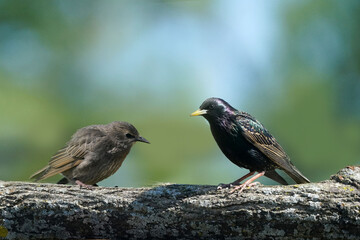 Juvenile European Starling flying off fence on beautiful summer evening
