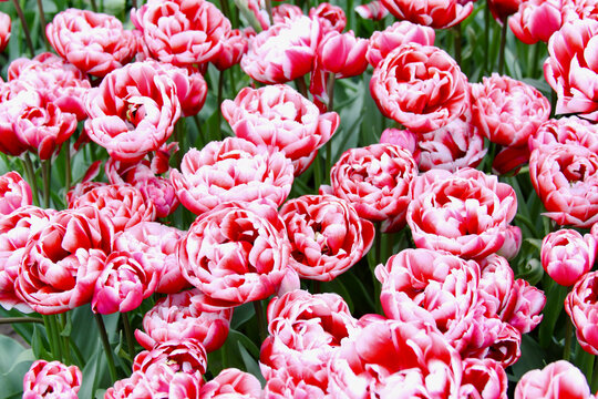 red and white flower