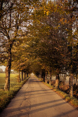 path in autumn